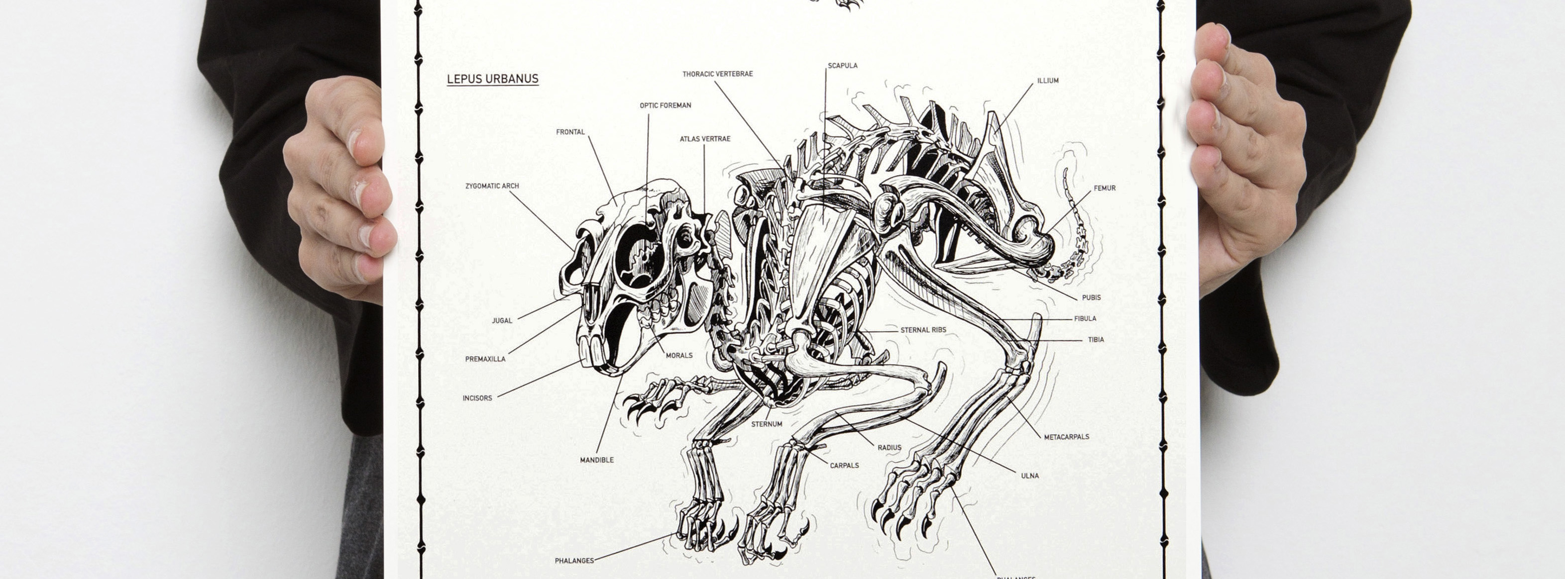 3144x1164 Out Now The Rabbit Skeleton - Rabbit Skeleton Drawing