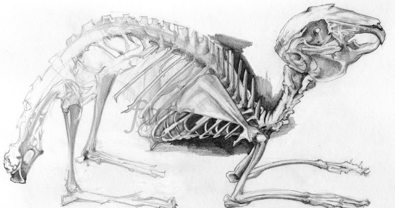 Рисунок скелета кролика с подписями