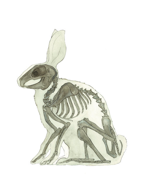 500x664 Rabbit, Bunny Skeleton, Animal, Anatomy, Print, Watercolor - Rabbit Skeleton Drawing