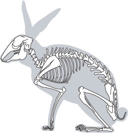255x265 Rabbit Skeleton Drawing - Rabbit Skeleton Drawing