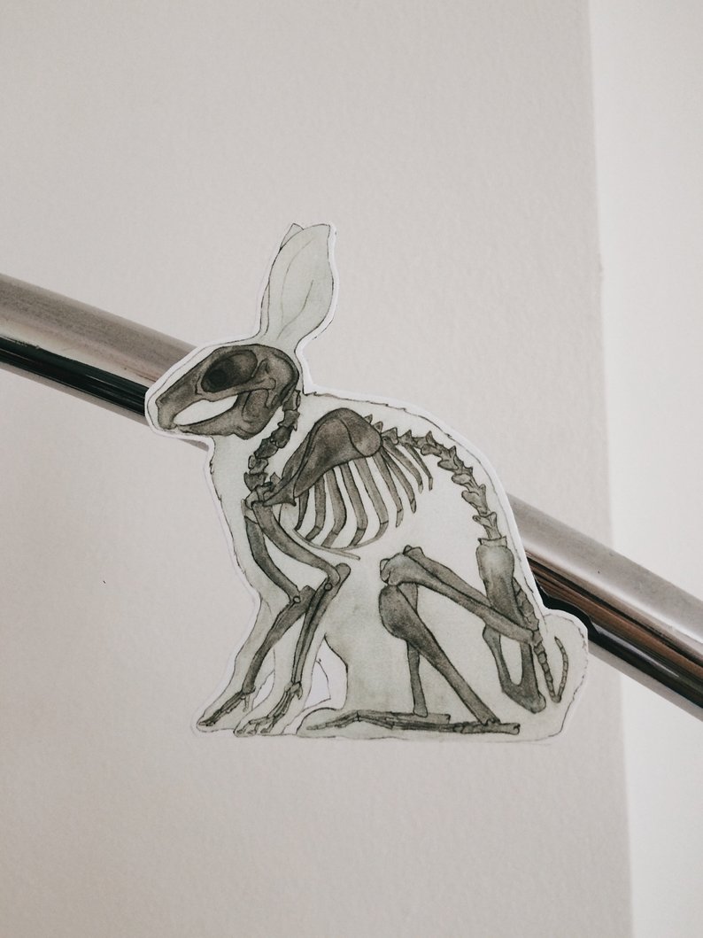 794x1059 Rabbit Skeleton Fridge Magnet Medical Refrigerator Anatomy Etsy - Rabbit Skeleton Drawing