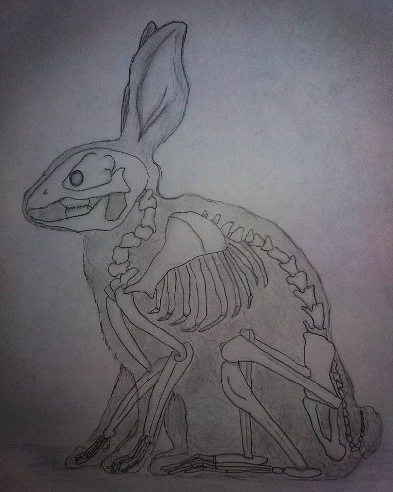 794x993 Rabbit Skeleton Graphite Drawing Etsy - Rabbit Skeleton Drawing