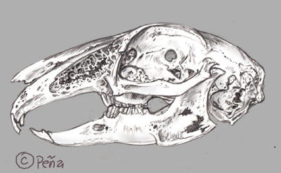 400x247 Rabbit Skull Drawing - Rabbit Skeleton Drawing