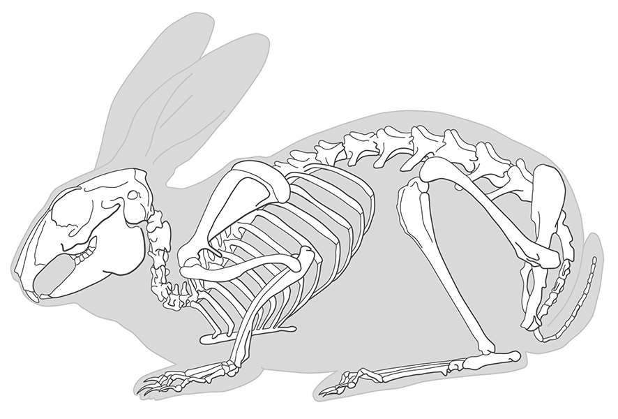 Rabbit Skeleton Drawing at Explore collection of