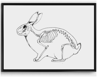 Rabbit Skeleton Drawing at PaintingValley.com | Explore collection of ...