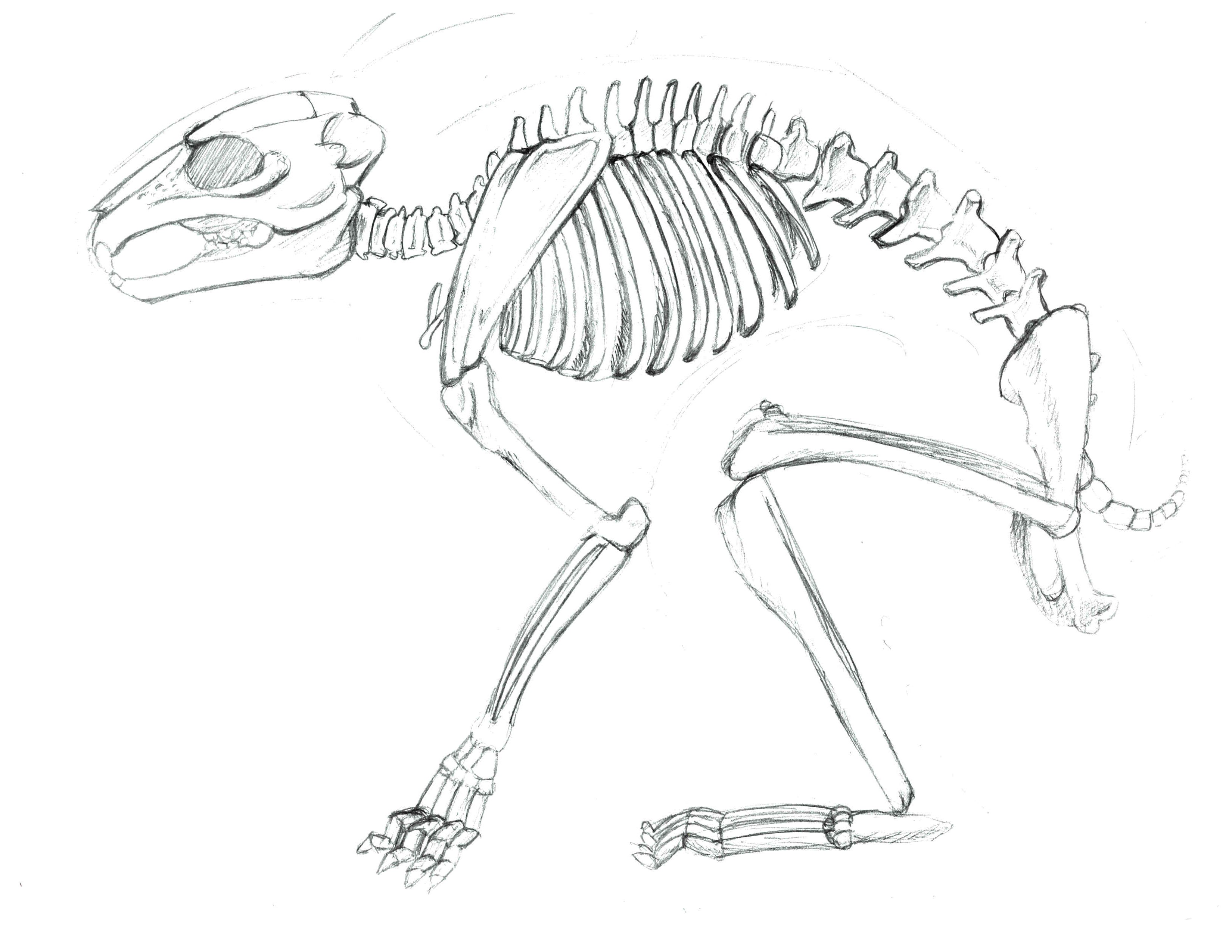 3300x2550 Sketching Animal Skulls - Rabbit Skeleton Drawing