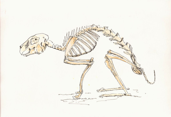 600x413 Sketching Rabbithare Structure Larry D Marshall - Rabbit Skeleton Drawing