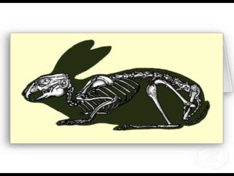480x360 labeled rabbit skeleton - Rabbit Skeleton Drawing