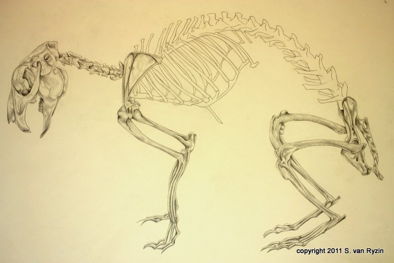 800x533 Rabbit Biocreativity - Rabbit Skeleton Drawing