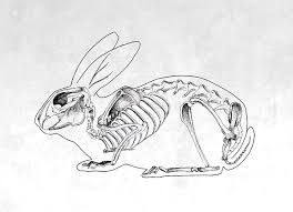 Rabbit Skeleton Drawing at PaintingValley.com | Explore collection of ...