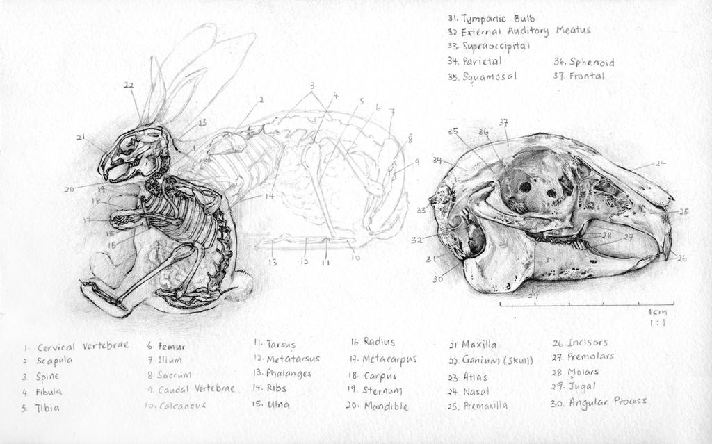 1024x639 Bunny Skeleton + Skull - Rabbit Skeleton Drawing