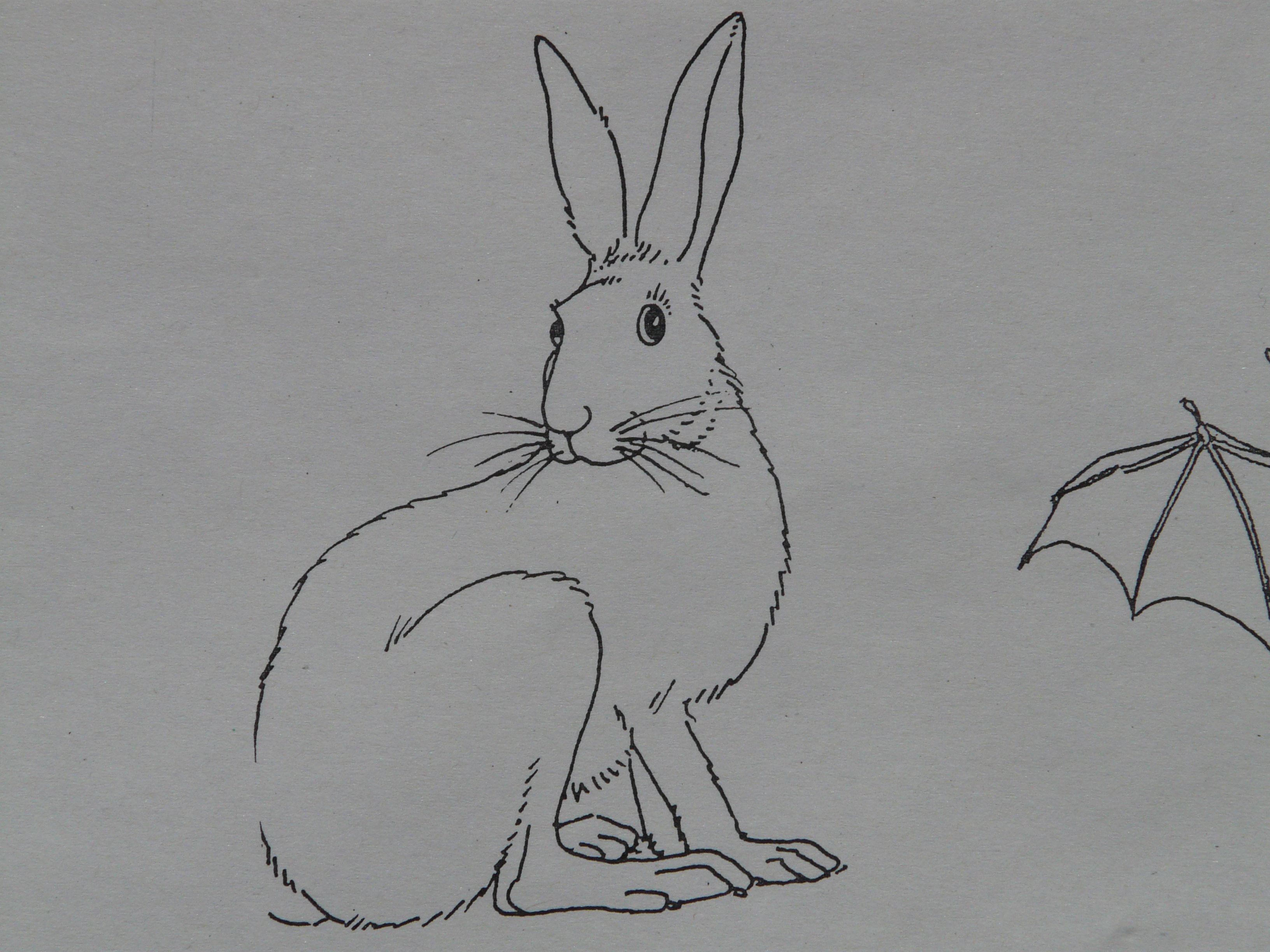 3264x2448 Free Images Animal, Paint, Rabbit, Hare, Sketch, Illustration - Rabbit Sketch Drawing