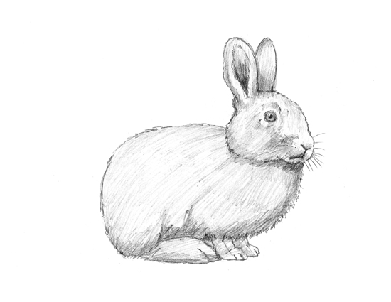 550x425 How To Draw A Rabbit - Rabbit Sketch Drawing