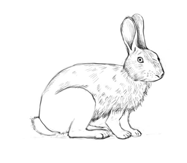 600x523 How To Draw A Rabbit - Rabbit Sketch Drawing