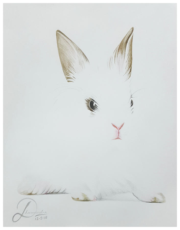 705x900 Rabbit Realistic Color Pencil Sketch Drawing - Rabbit Sketch Drawing