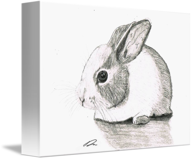650x537 Rabbit Sketch - Rabbit Sketch Drawing