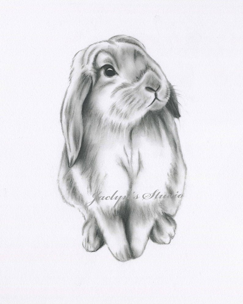 794x993 rabbit drawing bunny drawing bunny print rabbit print etsy - Rabbit Sketch Drawing