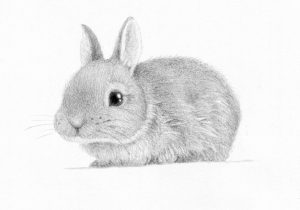 300x210 cute rabbit pencil sketch rabbit drawing art original colored - Rabbit Sketch Drawing