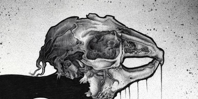 770x385 hare skull skull art drawing rabbit skull animal bones - Rabbit Skull Drawing