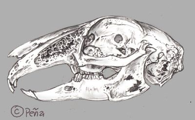 400x247 Image Result For Rabbit Skull Drawing Skulls Skull Sketch - Rabbit Skull Drawing
