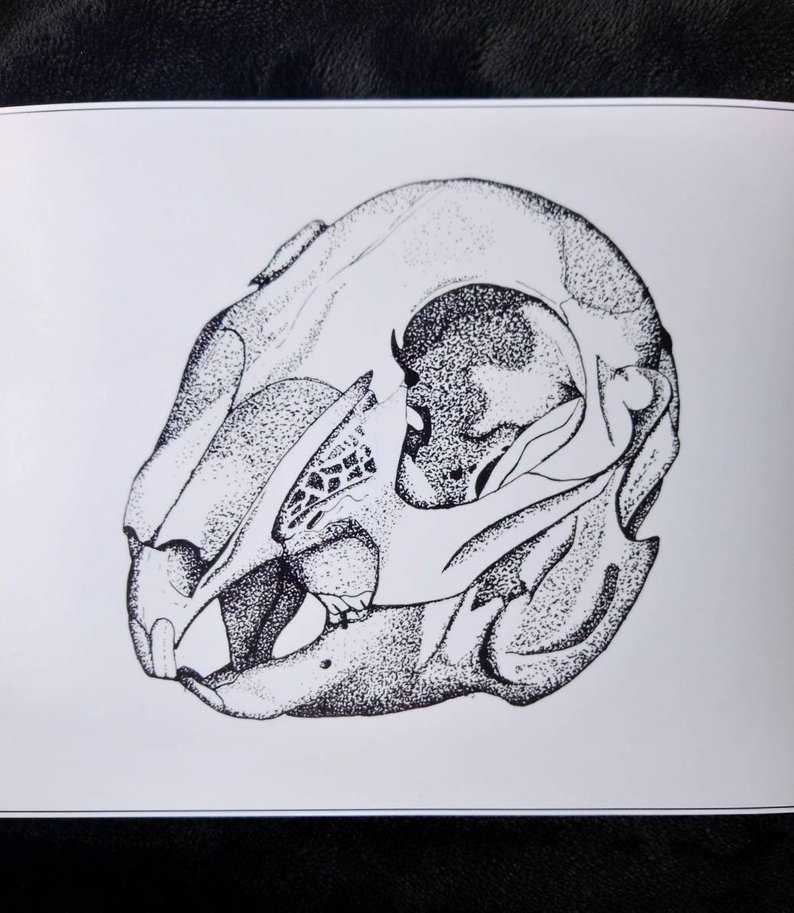 794x913 Pointilism Rabbit Skull Print Etsy - Rabbit Skull Drawing