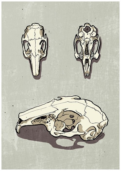 497x700 rabbit skull sciencia skull art, art, rabbit skeleton - Rabbit Skull Drawing