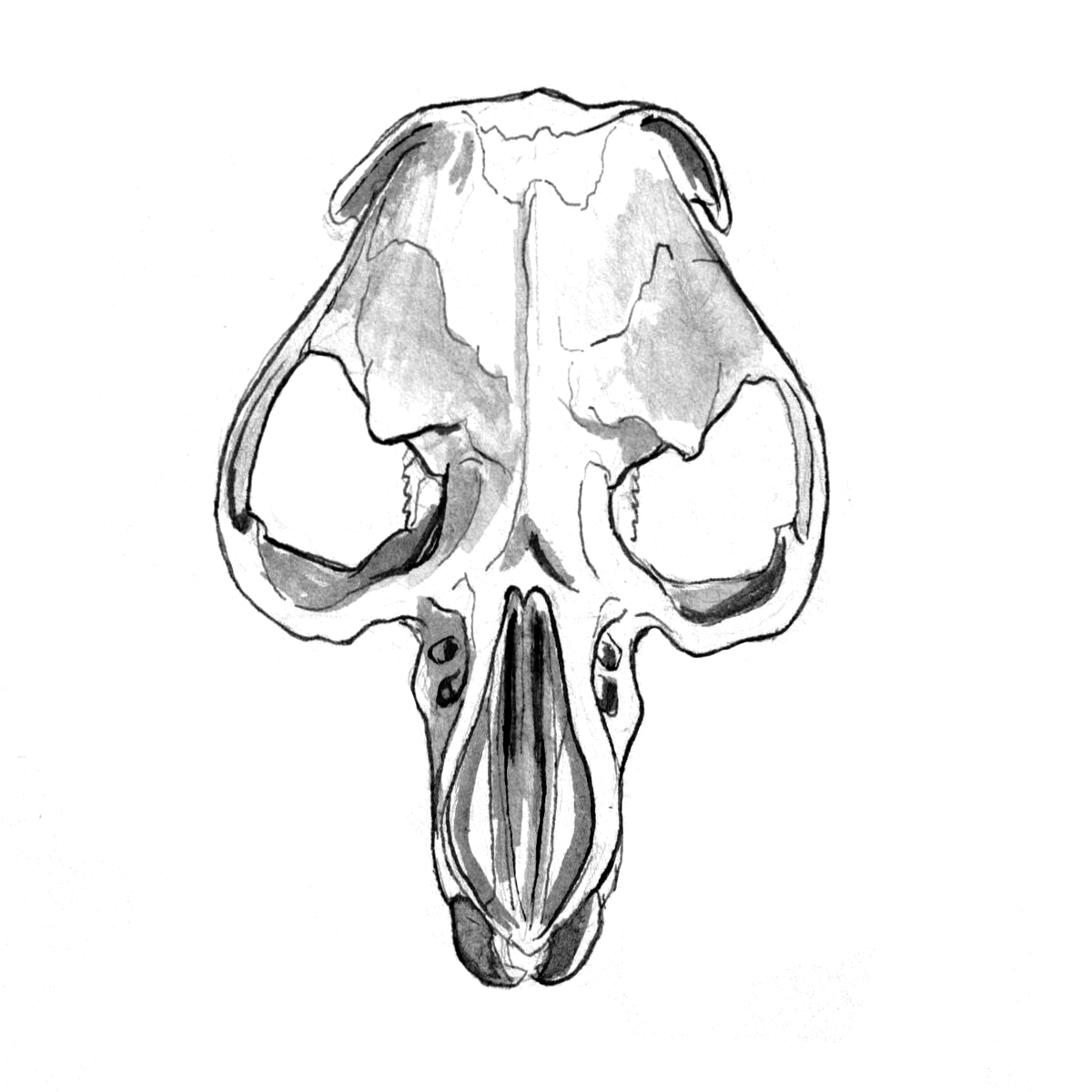 Rabbit Skull Drawing at Explore collection of