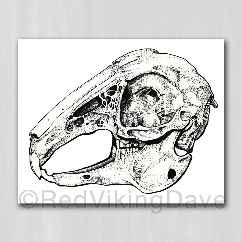 794x794 rabbit skull study fine art giclee prints animal anatomy etsy - Rabbit Skull Drawing