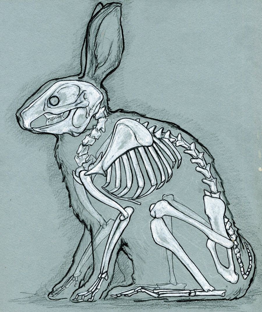 900x1073 Rabbit Anatomy - Rabbit Skull Drawing