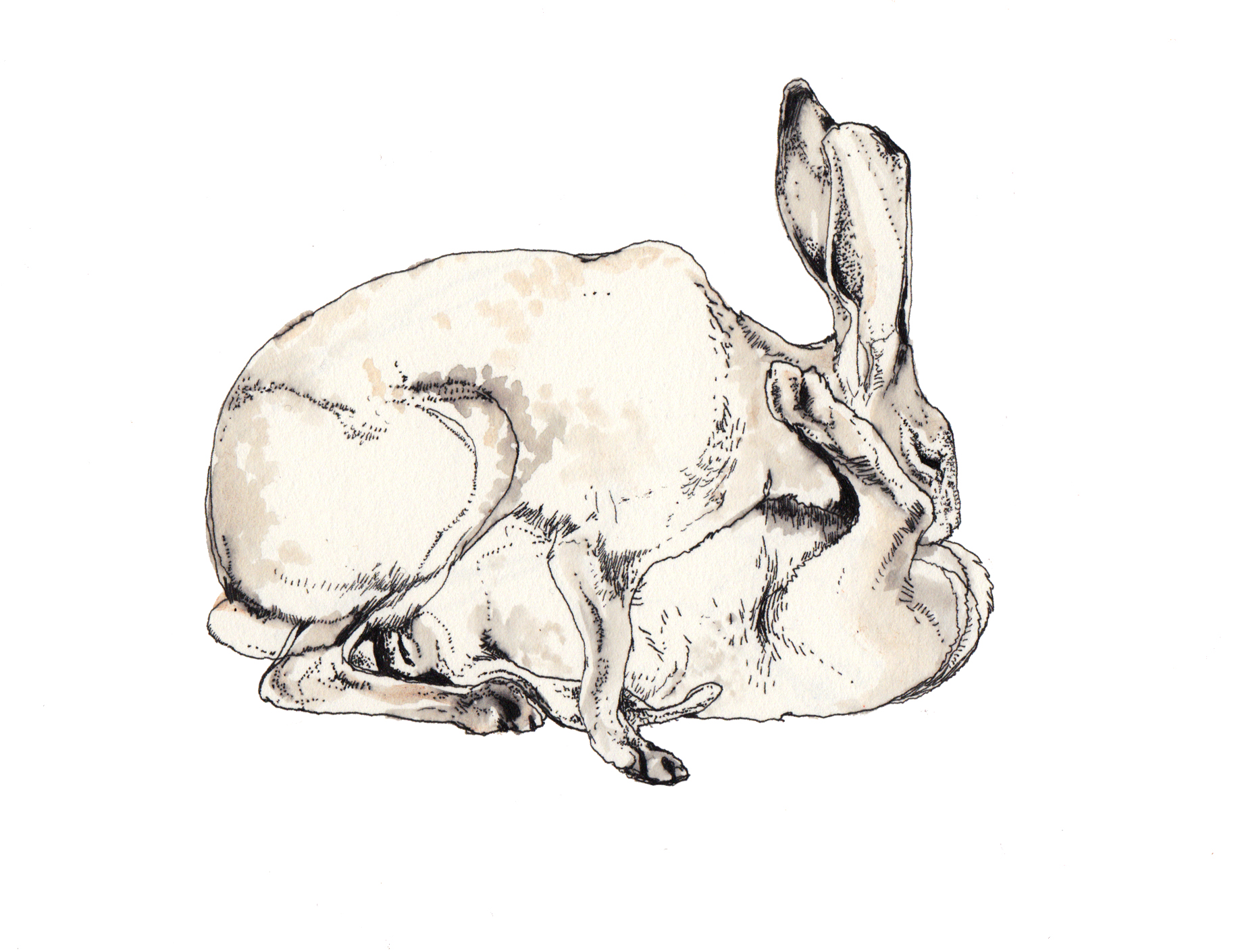 Rabbit Skull Drawing at Explore collection of