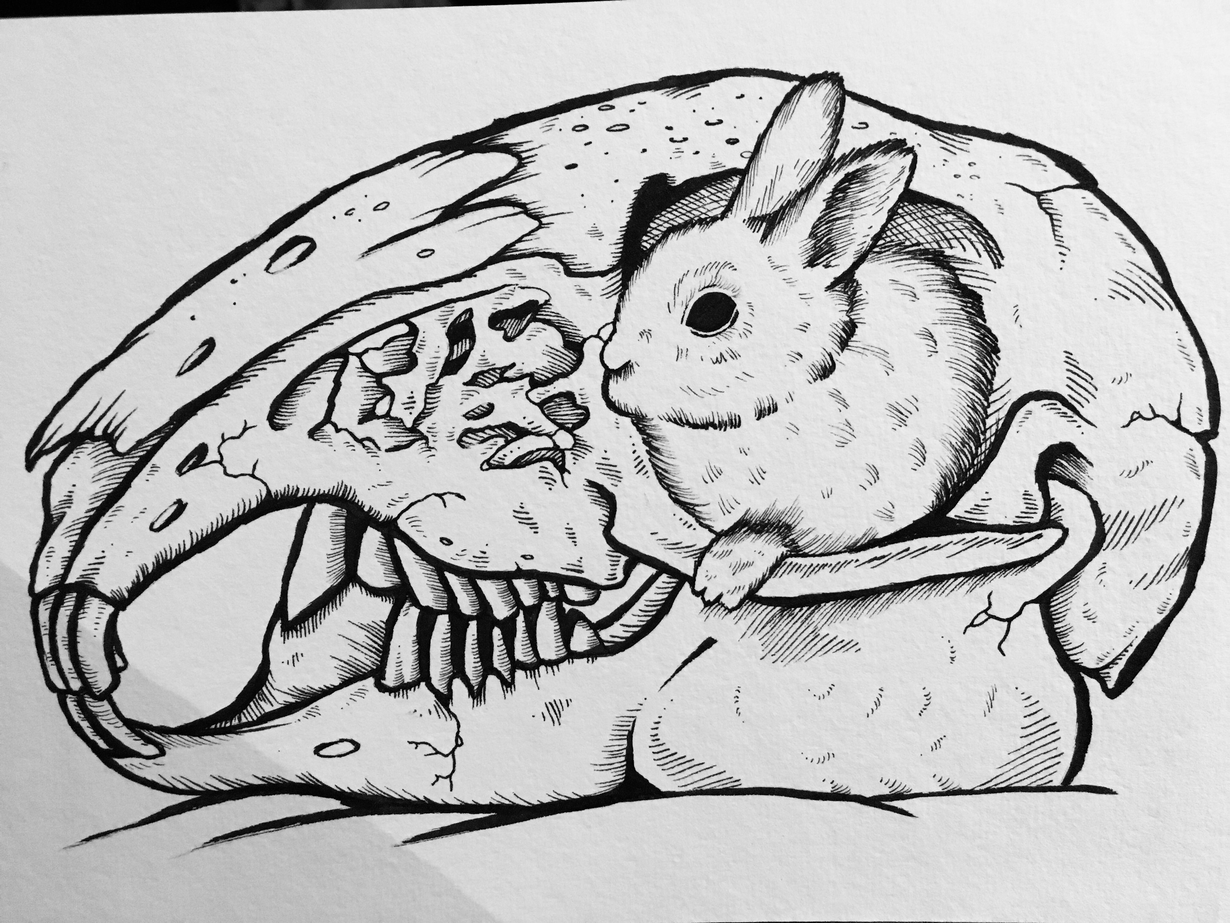 4032x3024 bunny and bunny skull drawing i made, ink only version - Rabbit Skull Drawing