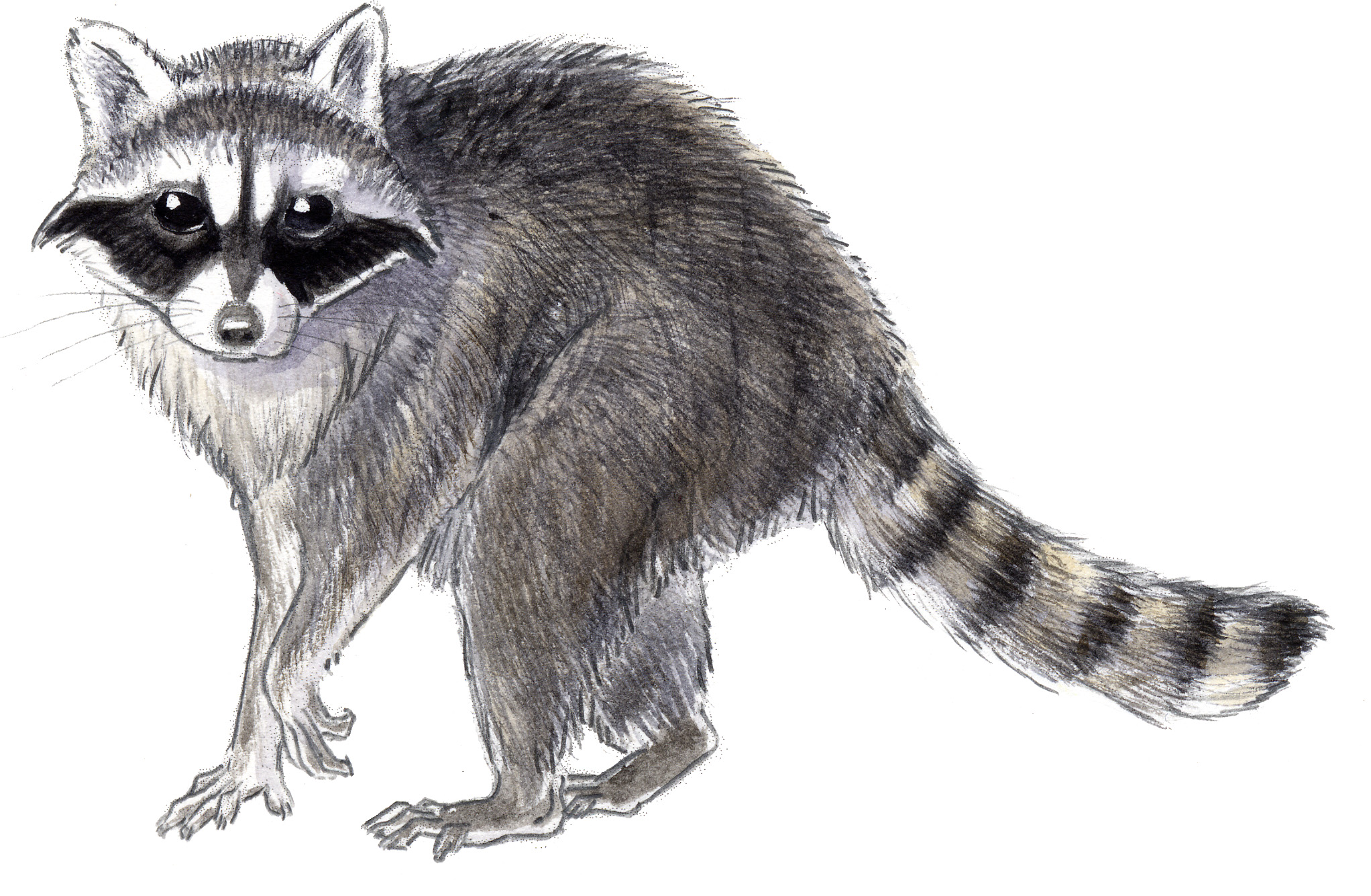 Raccoon Face Drawing at PaintingValley.com | Explore collection of