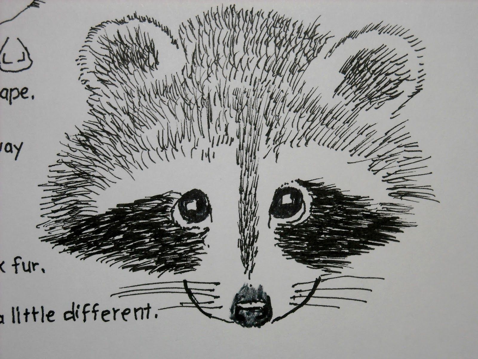 1600x1200 drawn raccoon face - Raccoon Drawing