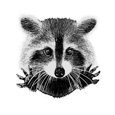 400x400 hand drawn raccoon art print - Raccoon Drawing