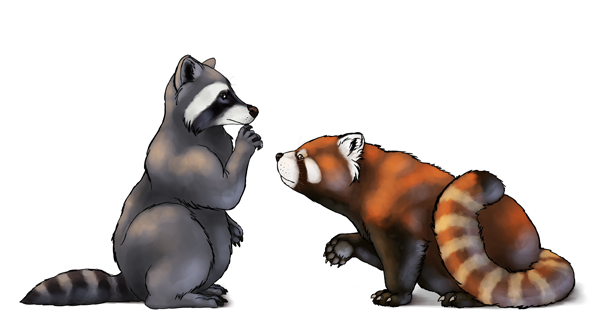 600x336 how to draw animals red pandas and raccoons - Raccoon Drawing