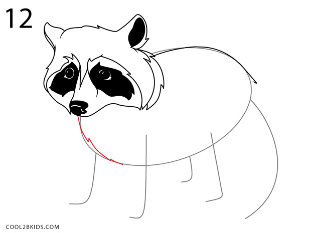 620x465 how to draw a raccoon - Raccoon Drawing