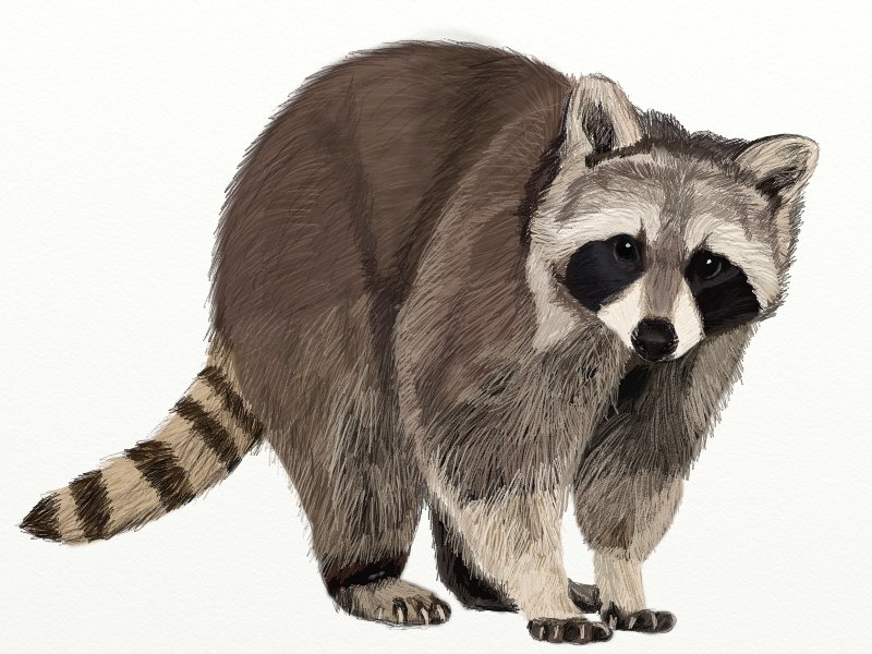 800x600 how to draw a raccoon - Raccoon Drawing