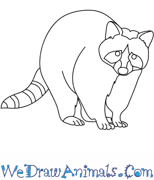 300x350 how to draw a raccoon dog - Raccoon Drawing