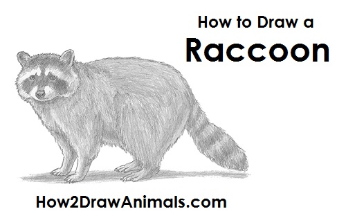 500x315 how to draw a raccoon - Raccoon Drawing