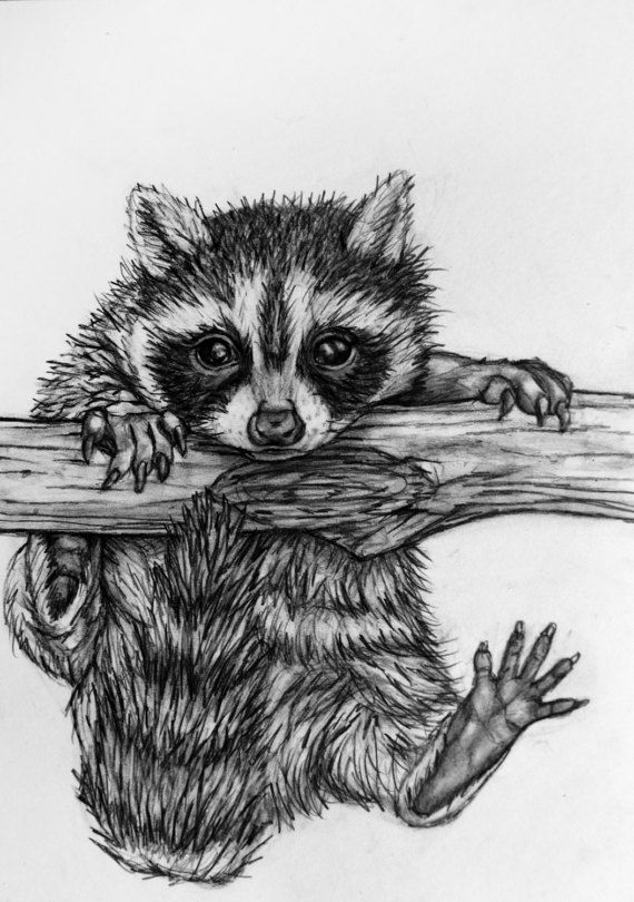 570x810 original raccoon pencil drawing - Raccoon Drawing