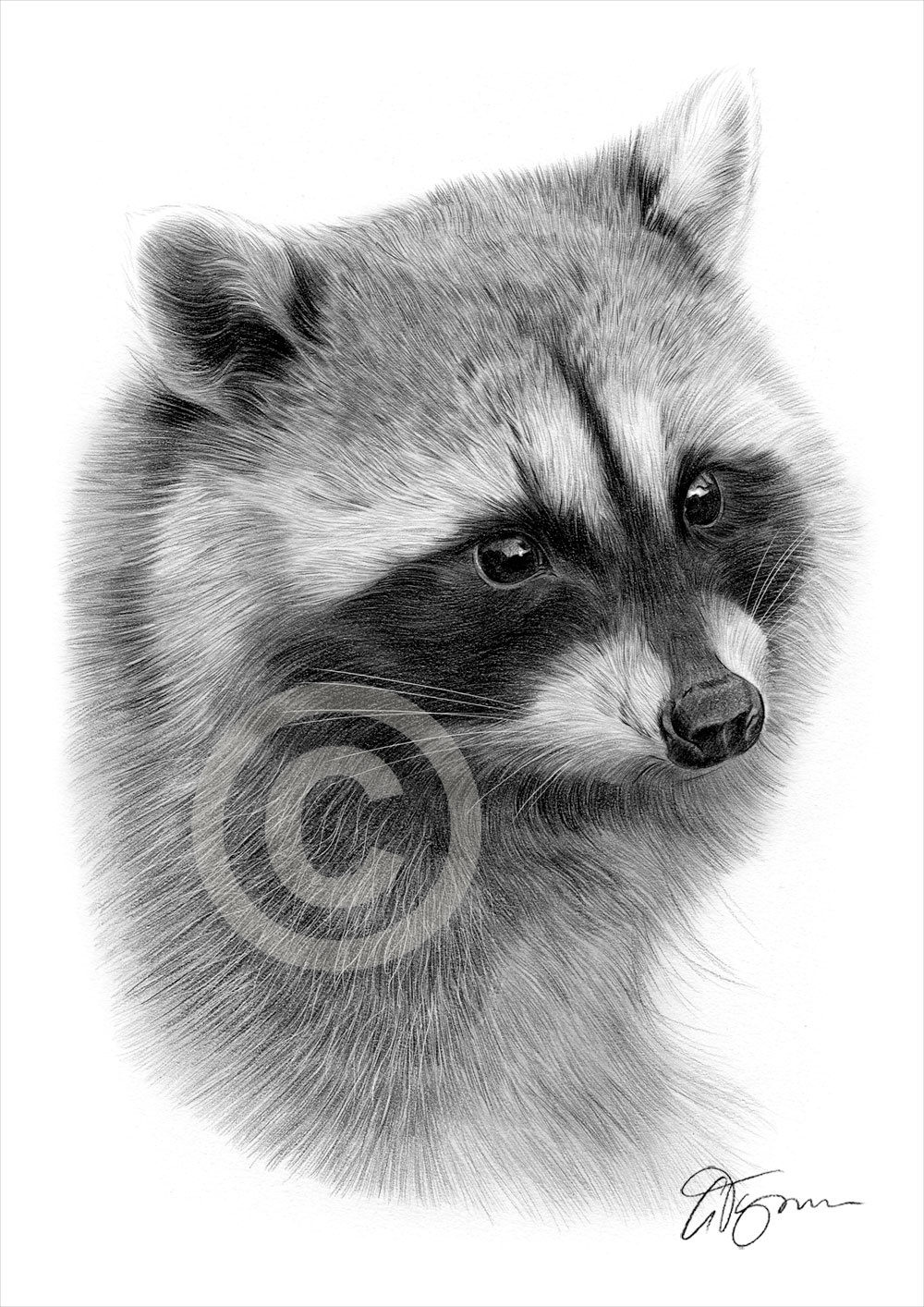 1000x1414 raccoon art pencil drawing print signed animal portrait - Raccoon Drawing