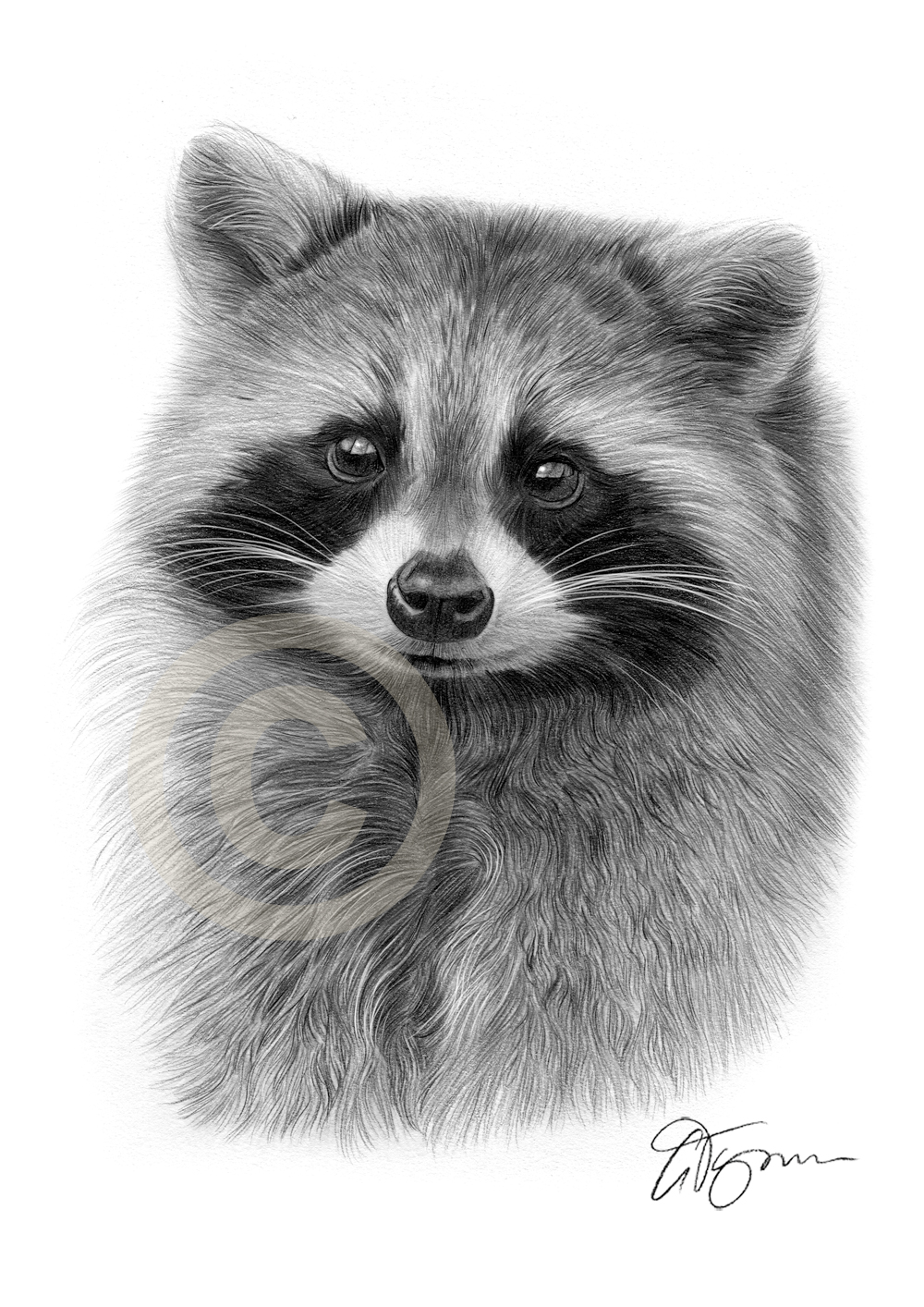 1000x1414 raccoon pencil drawing art print sizes signed wildlife - Raccoon Drawing