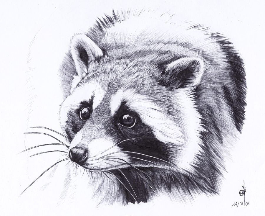 900x732 raccoon - Raccoon Drawing