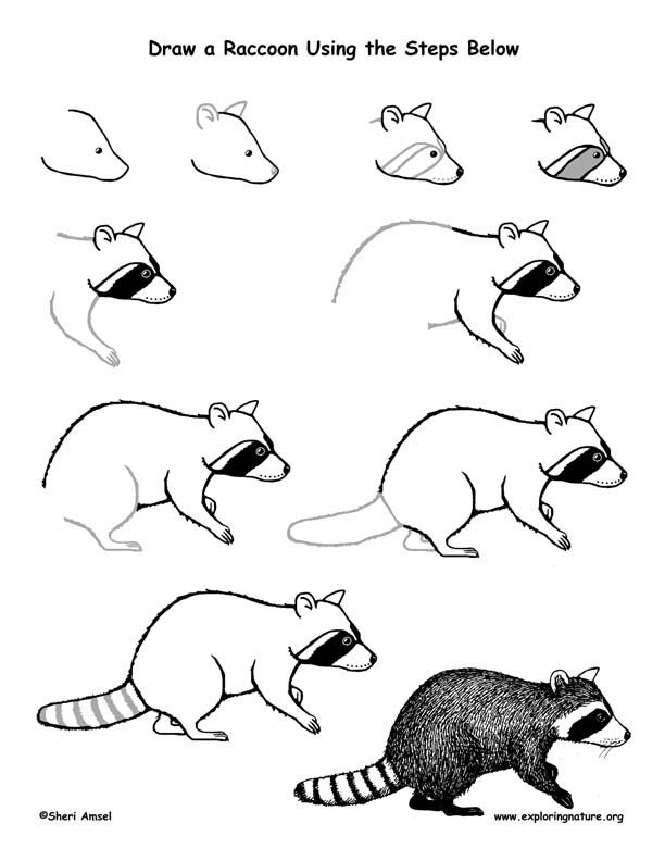612x792 raccoon drawing lesson art - Raccoon Drawing