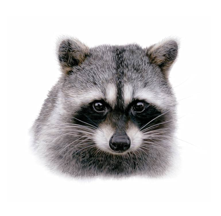 770x751 raccoon drawing - Raccoon Drawing