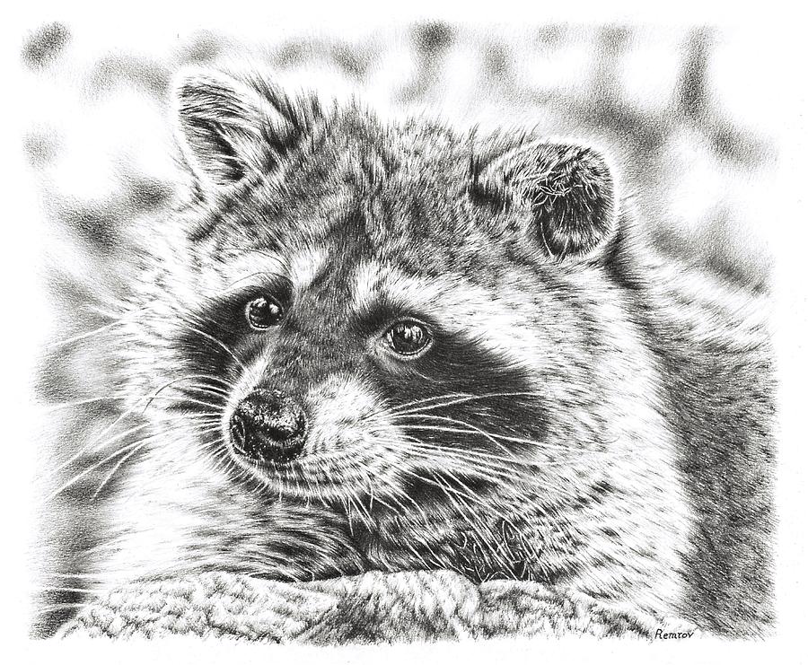 900x741 raccoon drawing - Raccoon Drawing