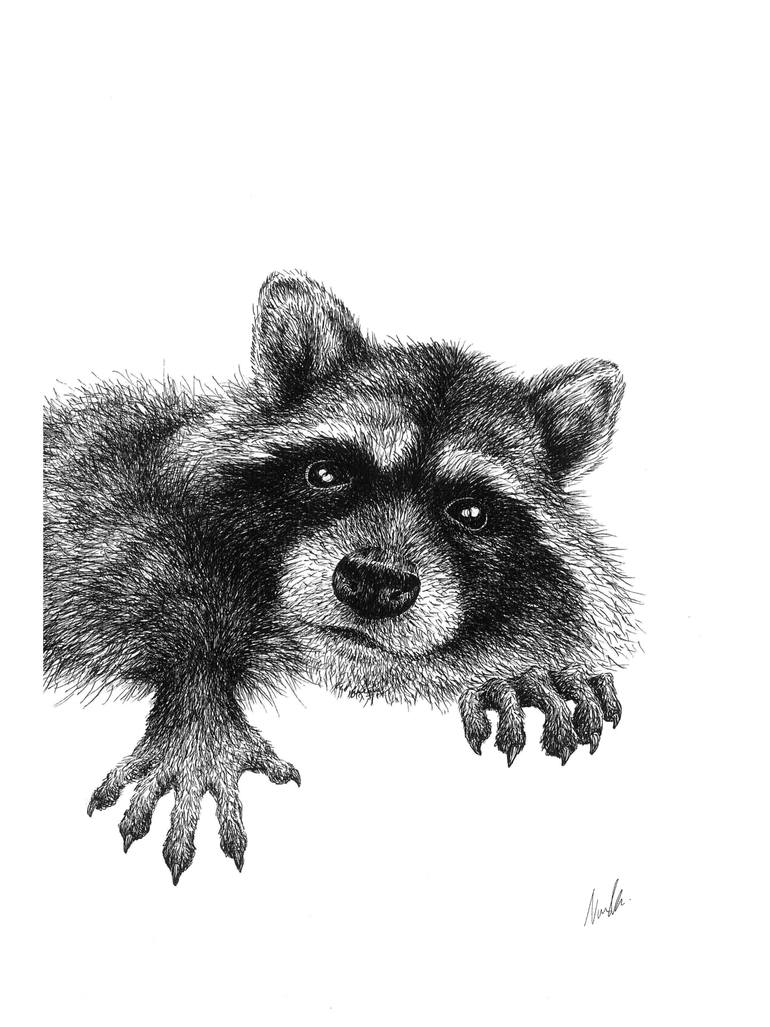 770x1027 the raccoon drawing - Raccoon Drawing