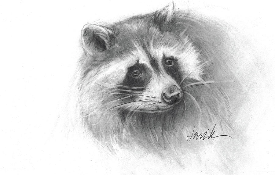 900x574 bandit the raccoon drawing - Raccoon Drawing