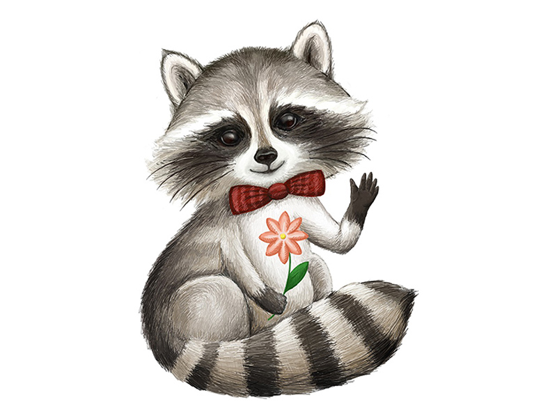 800x600 cute raccoon - Raccoon Drawing