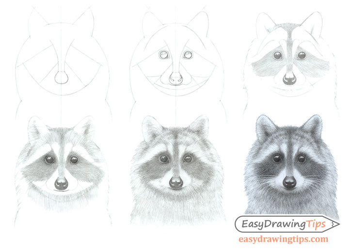 728x520 How To Draw A Raccoon Face Step - Raccoon Drawing Easy